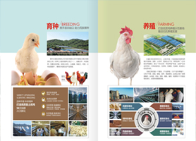 老哥俱乐部实力